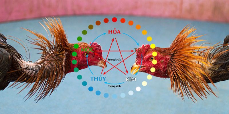 Màu mạng gà đá- Bí quyết chọn gà chiến thắng trong cá cược bóng đá